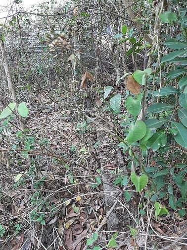 CHÍNH CHỦ CẦN BÁN LÔ ĐẤT THỔ CƯ 