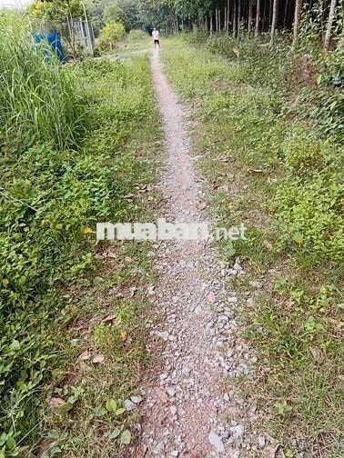 Đất ngộp chính chủ phường Long Nguyên