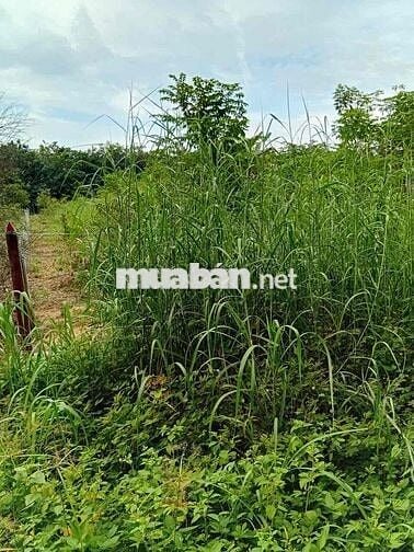 Đất ngộp chính chủ phường Long Nguyên