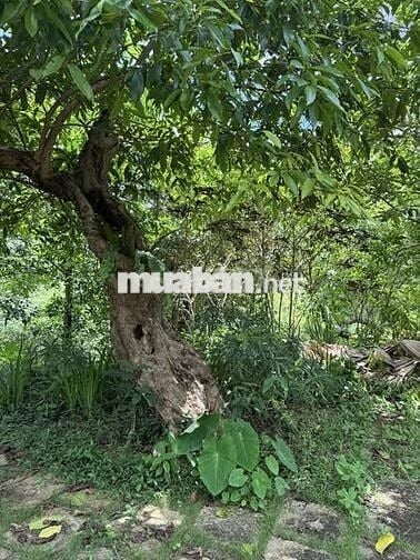 Bán lô đất cực xịn sở hữu view tuyệt đẹp hướng Hồ Trị An