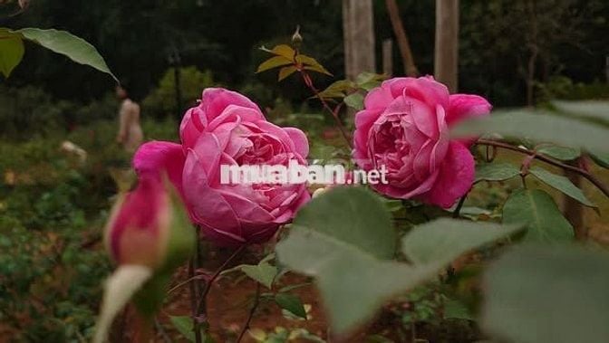 Bán lô đất cực xịn sở hữu view tuyệt đẹp hướng Hồ Trị An