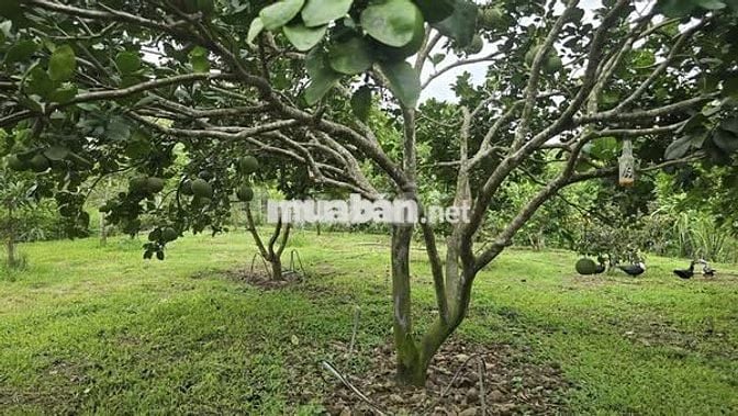 Bán lô đất cực xịn sở hữu view tuyệt đẹp hướng Hồ Trị An