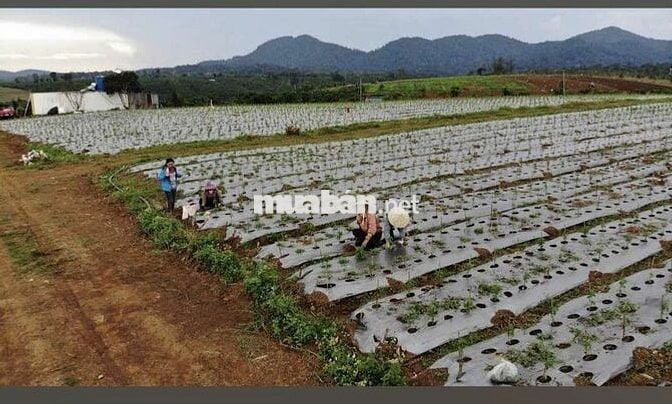 Bán đất nông nghiệp có suối tại Bảo Lâm 4 (B'la Cũ)
