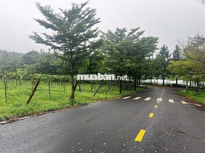 Bán đất 125m² Phường 2 – Bảo Lộc, khu compound, giá rẻ hơn 1/2 khu vực