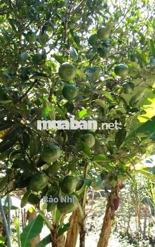 Thanh lý nhà vườn 1520m2 có sẵn nhà cấp 4 và vườn trái cây ăn trái