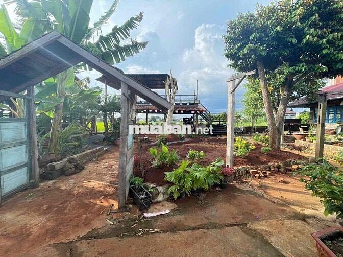 cho thuê  nhà vườn 700m phù hợp nghỉ dưỡng lm homestay