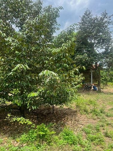 Bán Đất Thổ Vườn có nhà cấp 4_ dt 2540m2, Giá rẻ 600 triệu, Gần UB xã