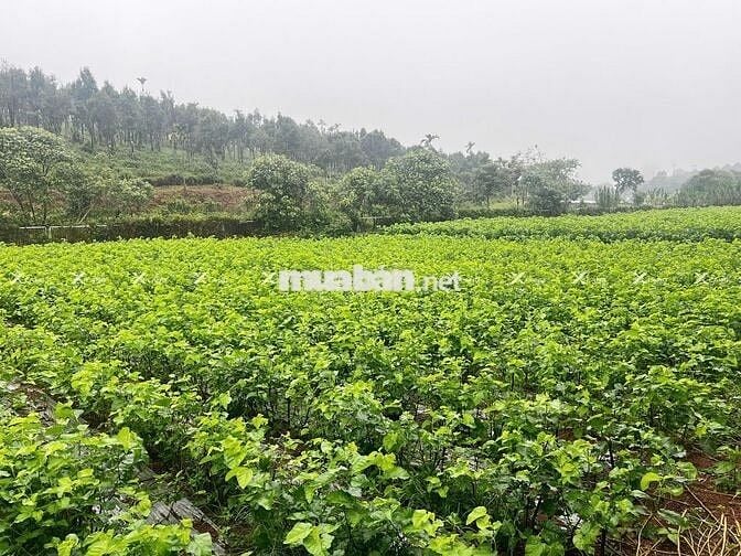 Bán nhanh lô đất 200m² Phường 2, khu compound, đường 14m, giá rẻ!