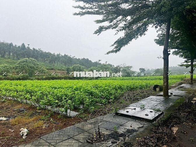 Bán nhanh lô đất 200m² Phường 2, khu compound, đường 14m, giá rẻ!
