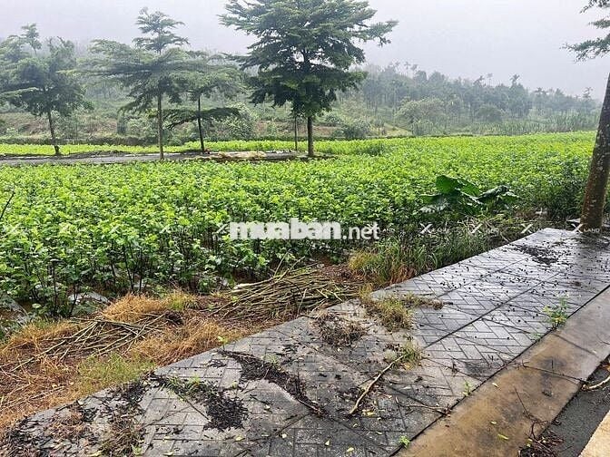 Bán nhanh lô đất 200m² Phường 2, khu compound, đường 14m, giá rẻ!
