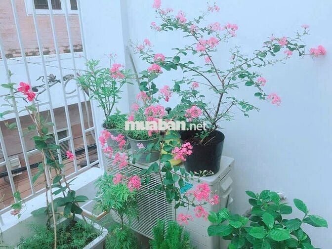 🏡 NHÀ TRỌ – HOMESTAY SINH VIÊN TIỆN NGHI – GIÁ RẺ