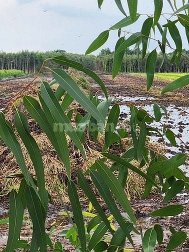HẠ GIÁ CHỐT GẤP LÔ ĐẤT 17 CÔNG GIÁ CỰC RẺ(NHANH CHÂN CÒN KỊP)