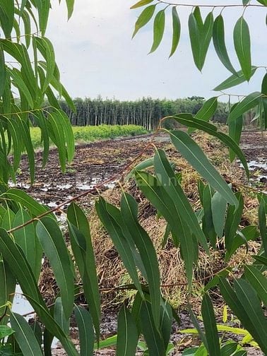HẠ GIÁ CHỐT GẤP LÔ ĐẤT 17 CÔNG GIÁ CỰC RẺ(NHANH CHÂN CÒN KỊP)