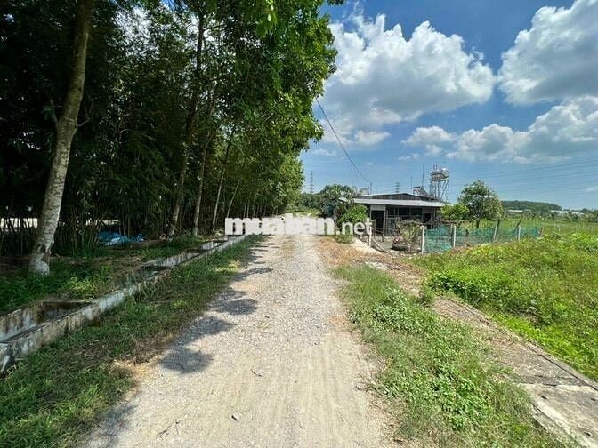 2 lô thổ vườn 521m2, 500m2 đường Nguyễn Thị Rành, Nhuận Đức, SHR 780tr