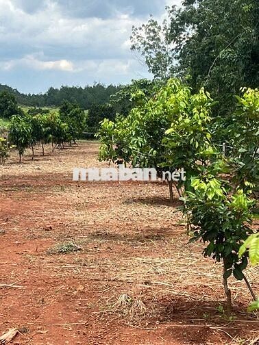 Ông bà gửi bán gấp miếng vườn 1000m2 trái cây tổng hợp chỉ có 220tr