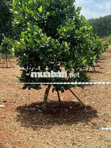 Ông bà gửi bán gấp miếng vườn 1000m2 trái cây tổng hợp chỉ có 220tr