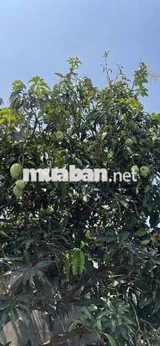 Nhà và đất 2245m đường quốc lộ 22