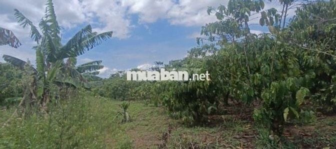 ĐẤT VƯỜN PHÁT MÃI NGÂN HÀNG THU HỒI NỢ