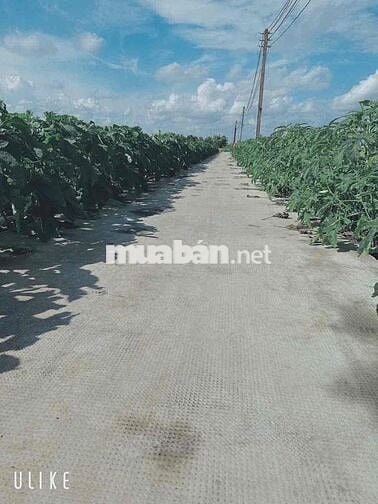 dt : 190m2 , giá : 379tr ( bớt lộc ) bình tịnh-tân trụ - long an