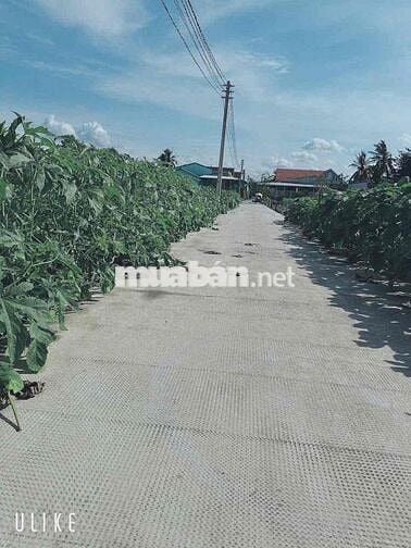 dt : 190m2 , giá : 379tr ( bớt lộc ) bình tịnh-tân trụ - long an