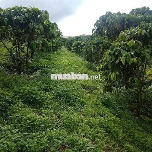ĐẤT VƯỜN PHÁT MÃI NGÂN HÀNG THU HỒI NỢ