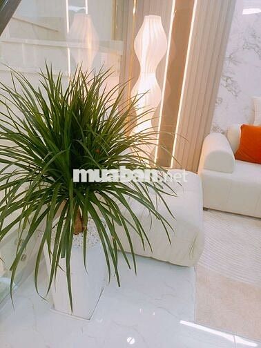 Q7 CĂN GÓC NGANG 8.5M DÀI 12.8M LÂM VĂN BỀN , GIÁ DƯỚI  60TR/M