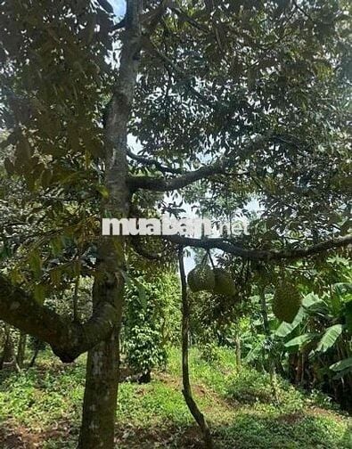 CẦN BÁN GẤP LÔ ĐẤT VƯỜN GIÁ NGỢP