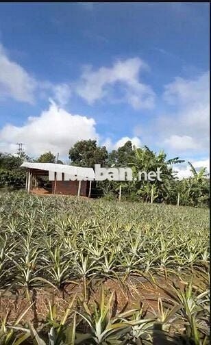Hot – Bán 1000m2 - 285 Tr tại Chi Lăng -Pleiku cách QL19 400M