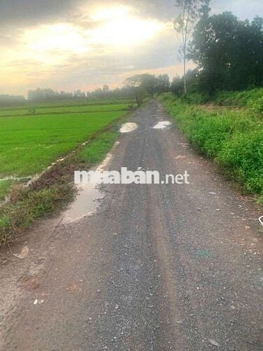 🆘🆘 3000m2 ĐẤT LÚA 🌾 ĐƯỜNG KINH 8 XE HƠI TỚI ĐẤT GIÁ TỐTLÊ MINH XUÂN