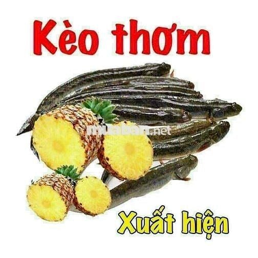 ĐẤT THỔ CƯ 60M² - HẺM Ô TÔ - SHR - NGAY TỈNH LỘ 10 - CHỈ 2.88 TỶ