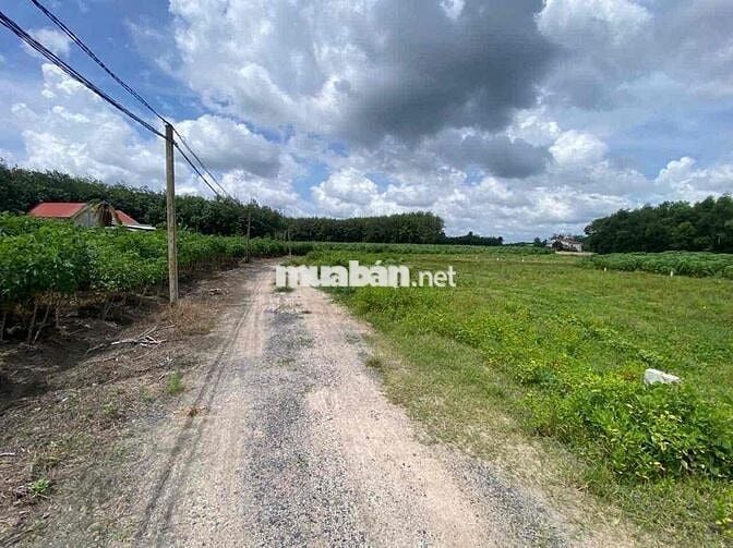 12 lô full thổ cư tại Tân Phong Tân Biên Tây Ninh