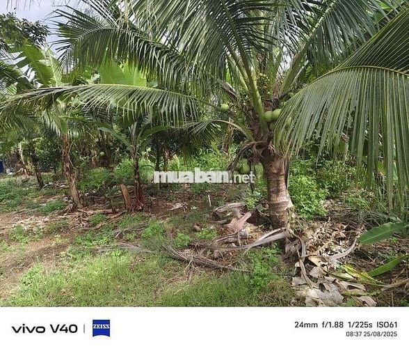 Bán lô đất sào mặt tiền nguyễn hoàng tại cây gáo