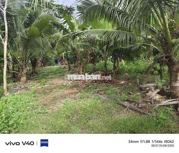Bán lô đất sào mặt tiền nguyễn hoàng tại cây gáo