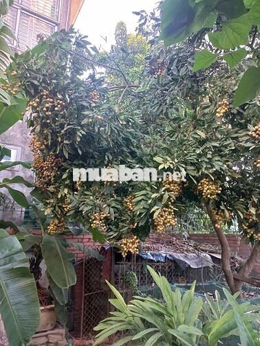 CHO THUÊ BIỆT THỰ SÂN VƯỜN 2.5 TẦNG, ĐẤT 700M2, 37.5M MẶT TIỀN ĐƯỜNG
