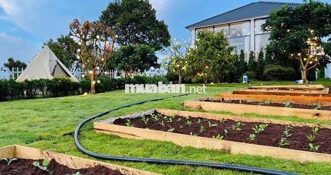 Thanh toán nợ gấp bán lỗ lô 515m2 giá 479tr tặng vườn tiểu cảnh