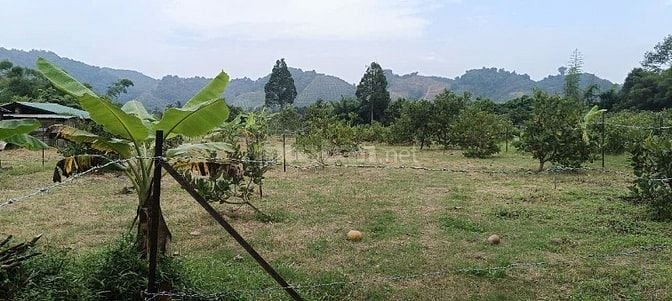 BÁN 4041m2 ĐẤT GIÁP SUỐI - CÓ 100m2 THỔ CƯ - MẶT TIỀN ĐƯỜNG NHỰA LỚN