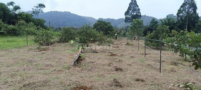 BÁN 4041m2 ĐẤT GIÁP SUỐI - CÓ 100m2 THỔ CƯ - MẶT TIỀN ĐƯỜNG NHỰA LỚN