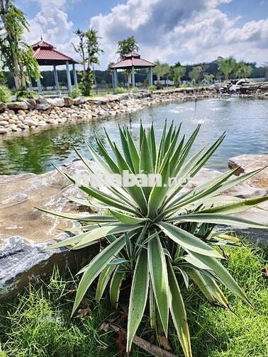 Đất nền giá rẻ tại TP HCM mới tặng miễn phí 3.5m vỉa hè