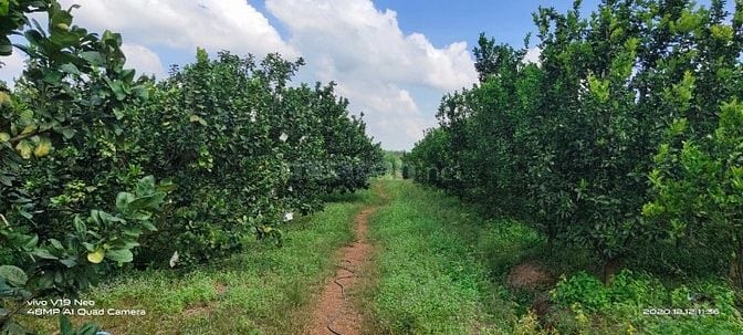 BÁN 7 ha, ĐẤT ĐANG TRỒNG CAM, BƯỞI, GẦN THỦY ĐIỆN TRỊ AN - ĐỒNG NAI