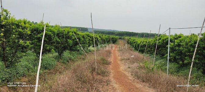 BÁN 7 ha, ĐẤT ĐANG TRỒNG CAM, BƯỞI, GẦN THỦY ĐIỆN TRỊ AN - ĐỒNG NAI