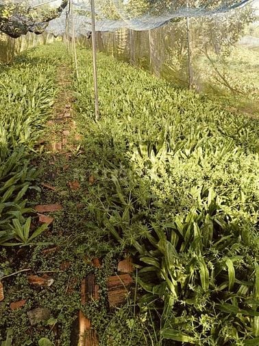 65 tổ 5 ấp tam tan, xã an tan hội, củ chi tuyển nam nữ