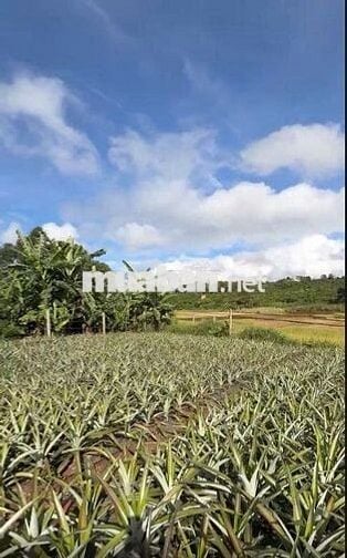 kẹt Bán 1000m2 - 300 Triệu TP.Pleiku cách QL19 400M