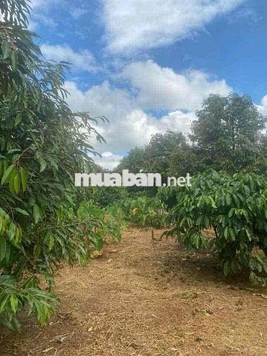 Nóng 🔥 Nhanh tay thì còn ,chậm trễ là mất ..Đất vườn 1500m2 /180trieu