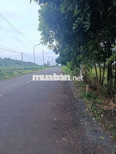 Cần bán gấp đất phường Tân Hòa, tp Phú Mỹ, Bà Rịa Vũng Tàu