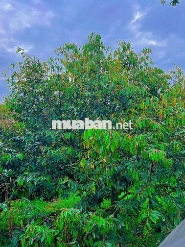 BÁN ĐẤT VƯỜN CUÔR ĐĂNG – GIÁP HOÀ THUẬN – HẺM CẤP 1 QUỐC LỘ 14