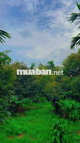 BÁN ĐẤT VƯỜN CUÔR ĐĂNG – GIÁP HOÀ THUẬN – HẺM CẤP 1 QUỐC LỘ 14