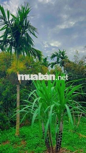 BÁN ĐẤT VƯỜN CUÔR ĐĂNG – GIÁP HOÀ THUẬN – HẺM CẤP 1 QUỐC LỘ 14