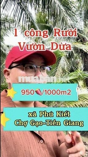 950tr/1000m2 BÁN ĐẤT VƯỜN DỪA – Ô TÔ VÀO TẬN NƠI xã Phú Kiết Chợ Gạo