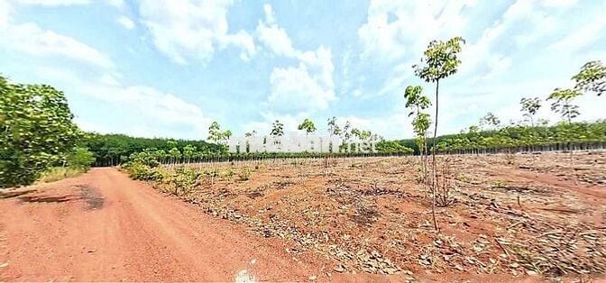 ĐẤT SÀO DT 30.5*33 GIÁ 420TR, THUỘC KDC TRONG KCN RỘNG 4200HECTA