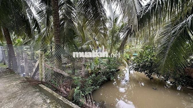 950tr/1000m2 BÁN ĐẤT VƯỜN DỪA – Ô TÔ VÀO TẬN NƠI xã Phú Kiết Chợ Gạo